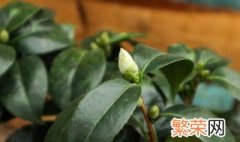 盆栽山茶花怎样浇水 山茶花怎样浇水施肥