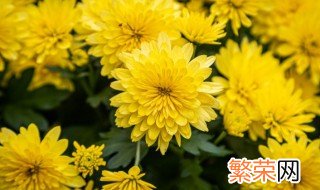 盆栽菊花怎样矮化 盆栽菊花如何矮化