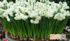 水仙花怎么种植方法 水仙花种植方法