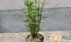 盆栽竹子怎么种植方法 如何种植盆栽竹子