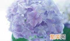 怎样养植绣球花 绣球花盆栽怎么养好