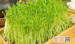 豆苗菜的种植方法 豆苗菜怎么种植