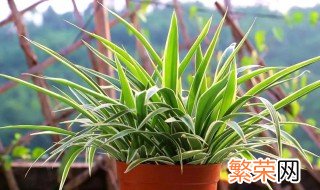 室内小盆栽种什么好 适合在室内养的小盆栽有哪些