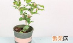 春天盆栽茶花怎么浇水 茶花冬季开花怎样浇水