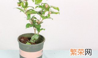 春天盆栽茶花怎么浇水 茶花冬季开花怎样浇水