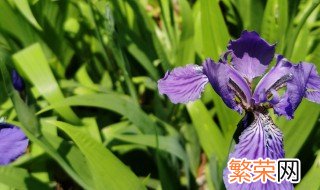 鸢尾花怎样在花盆种植 盆栽鸢尾花的换盆方法