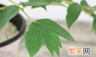 牡丹花可以盆栽吗 牡丹花可以盆栽在室内养吗?