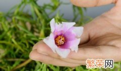 太阳花能经常浇水吗 盆栽太阳花夏天需要天天浇水吗