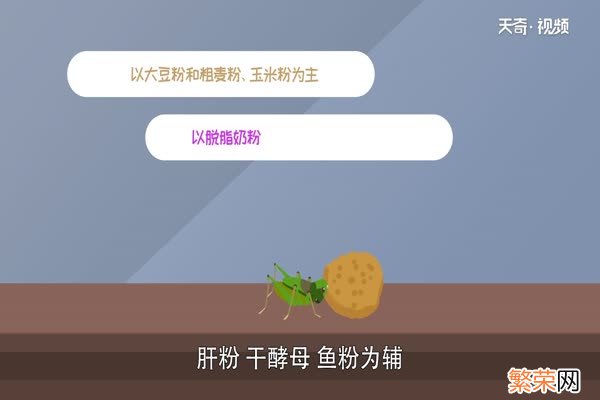 蛐蛐吃什么 蛐蛐是什么昆虫