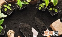 铁皮石斛怎么种植盆栽 铁皮石斛用什么盆栽种