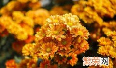 盆栽菊花生虫子了怎么办 菊花上生虫子怎么办