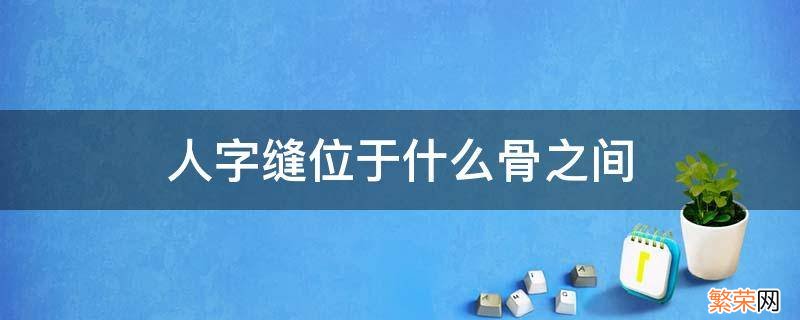 人字缝位于什么骨之间 人字缝位于什么骨之间图