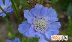 什么蓝色的花好养 蓝色花盆栽什么花好看