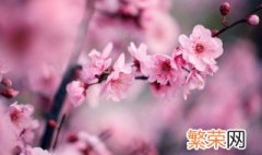 梅花浇什么肥 盆栽梅花的浇水施肥怎么养