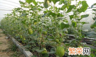哈密瓜种子可以种盆栽 哈密瓜的籽种盆栽教程