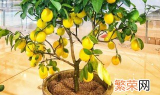 栽柠檬树用什么土栽好 盆栽柠檬树用什么样的土种植最好