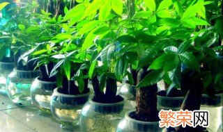 家中摆放什么植物好 摆对植物助长家中运势