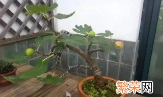 无花果可以家养吗 无花果盆栽能养家里吗