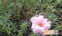 太阳花怎么种 种植太阳花的两种方法