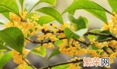 桂花树叶子尖干枯怎么办 桂花树叶子尖干枯的处理方法