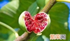 新鲜的无花果怎么吃 新鲜的无花果能直接吃吗