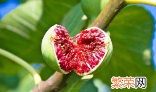 新鲜的无花果怎么吃 新鲜的无花果能直接吃吗