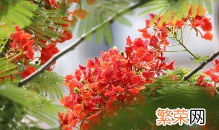 凤凰花花语是什么 凤凰花花语是什么?有关凤凰花的诗词有哪些?