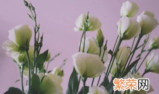 洋桔梗花的花语是什么 洋桔梗花的花语和传说