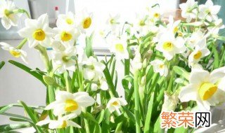 水仙花开完花后怎么处理 水仙花花开过后怎么处理