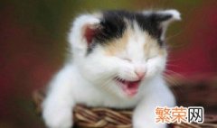 猫咪不爱吃猫粮怎么办 解决的办法是什么