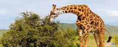 长颈鹿大约多高? 长颈鹿的高度大约多少