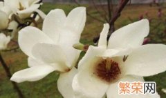 木兰花花语是什么 木兰的花语和寓意