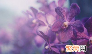 蝴蝶兰开花后花剑怎么处理 蝴蝶兰长花箭后怎么办