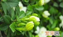 栀子花花语表达坚强喜悦和永恒的爱情 栀子花花语表达坚强喜悦和永恒的爱