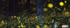 萤火虫生活习性 萤火虫的生活特性