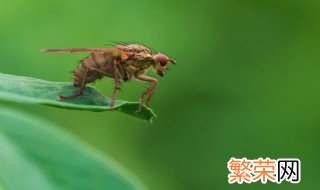 黑腹果蝇对人类有什么危害 黑腹果蝇的危害