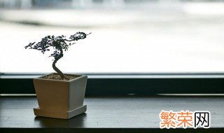 家里能养榕树盆景吗 家里适合养榕树盆景吗