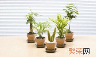 孔雀兰盆栽怎么养 盆栽植物孔雀兰怎么养