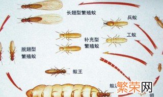 大水蚁飞进屋里怎么办 大水蚁飞进屋里解决方法