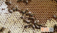 蜜蜂巢脾是什么东西 蜜蜂巢脾介绍