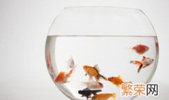 生物除绿水 除绿水的正确方法是什么