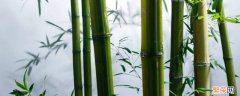 竹子的基本常识有哪些 竹子的基本常识