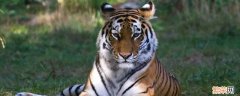 老虎的有怎样的耳朵像什么 老虎的耳朵是什么形状