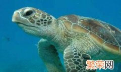 海洋馆有哪些生物重1kg 海洋馆有哪些生物