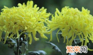 赏菊花是什么节日的风俗 赏菊花的节日介绍