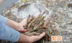 海虾怎么养到第二天 海虾养到第二天的方法