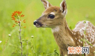 梅花鹿的牙齿构造有什么特点 梅花鹿的牙齿构造的特点