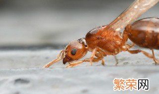 飞蚁飞进家里怎么办 飞蚁飞进家里该怎么办