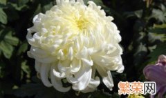 菊花寓意什么意思 菊花寓意是什么