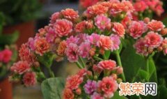 10月买什么花最好 长寿花养护技巧